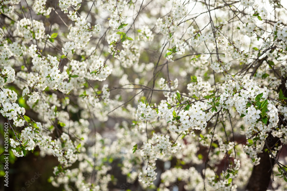 Beautiful spring branches of blossoming cherry on nature abstract background. Selective focus.
