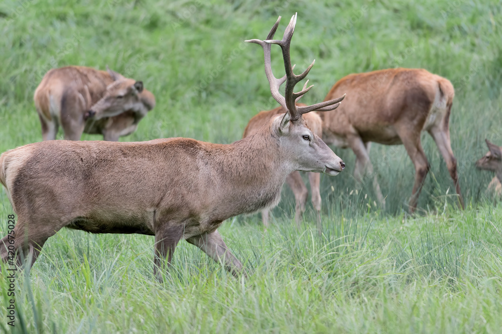 Majestic deer male with its harem (Cervus elaphus) Majestic deer male with its harem (Cervus elaphus)