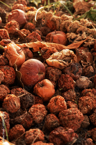 Rotten apples on the ground in late autumn