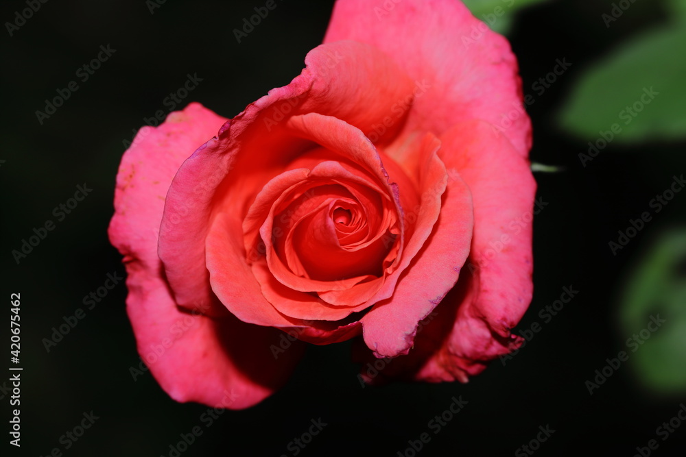 Beautiful orange red rose flower bloomed in the garden Beautiful orange red rose flower bloomed in the garden