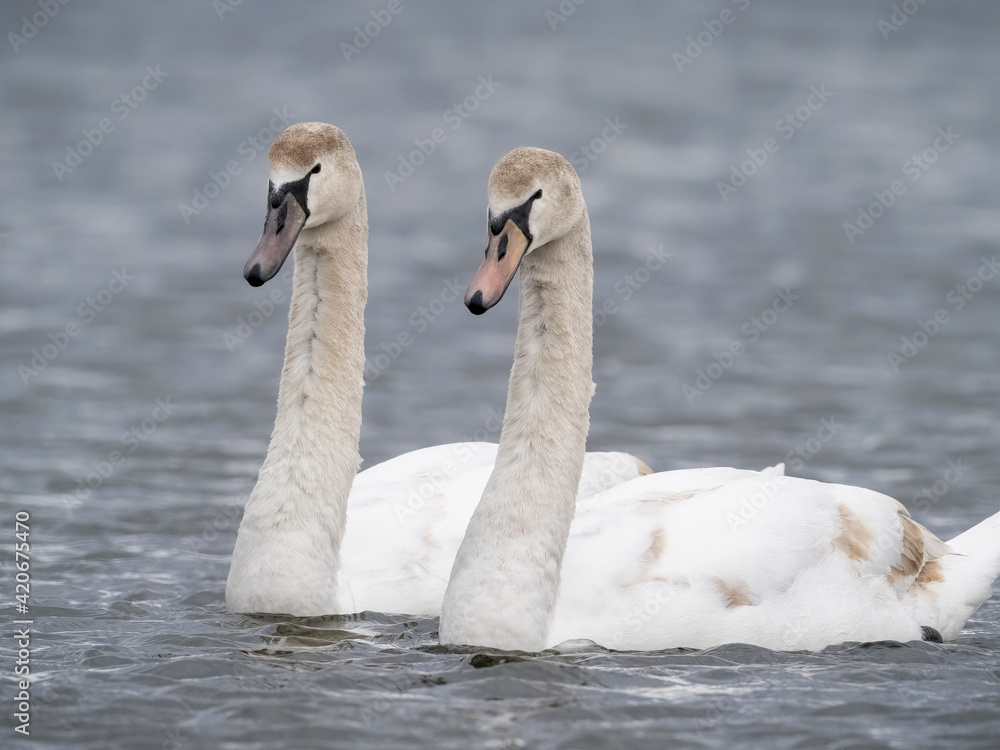 swans on the lake swans on the lake