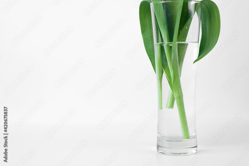 Close-up of green stems and leaves flowers in vase of water, copy space. Minimalistic floral photo Close-up of green stems and leaves flowers in vase of water, copy space. Minimalistic floral photo