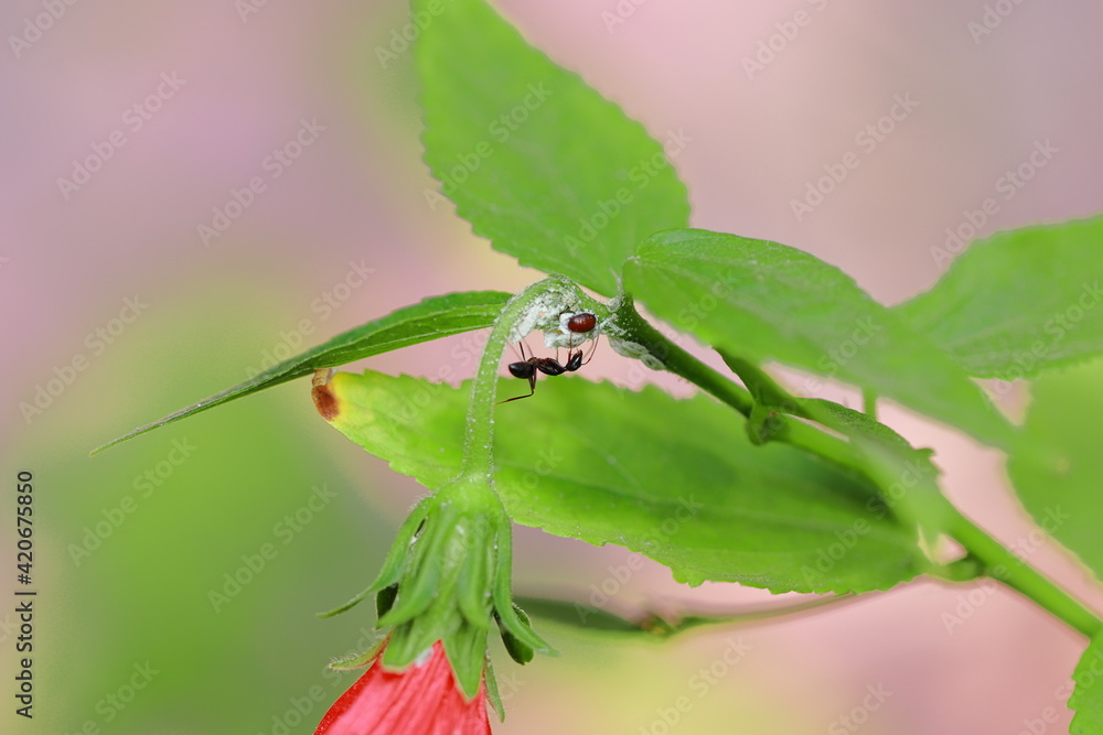 a big black colored ant insect Climbed up the hibiscus plant to eat Microbe a big black colored ant insect Climbed up the hibiscus plant to eat Microbe