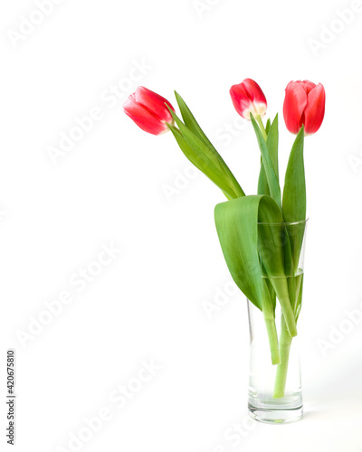 Beautiful red tulips in a modern vase, white background. Bouquet of spring flowers. Minimalistic photo
