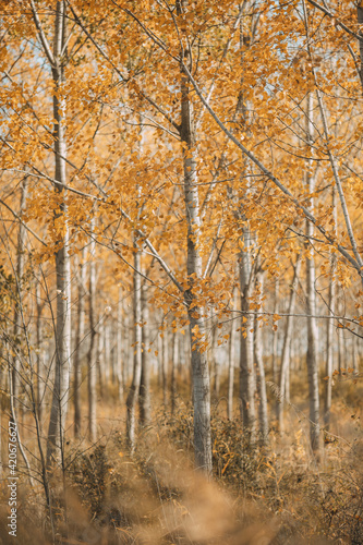 Wallpaper Mural Golden colors of Autumn Torontodigital.ca