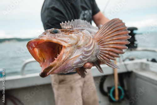 Man holding ling cod fish photo