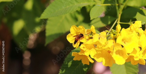 A bee collects honey inside of a yellow flower in the garden