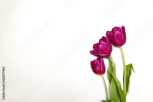 Floral background with copy space. Flat-lay frame of tulips. Womens day, mothers day greeting card © OneWellStudio