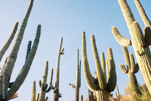 Towering cactus photo