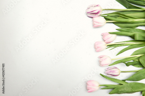 Fototapeta Naklejka Na Ścianę i Meble -  Floral background with copy space. Flat-lay frame of tulips. Womens day, mothers day greeting card