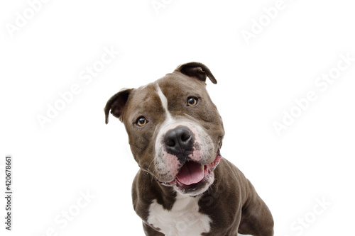Foto shocked and surprised dog face expression