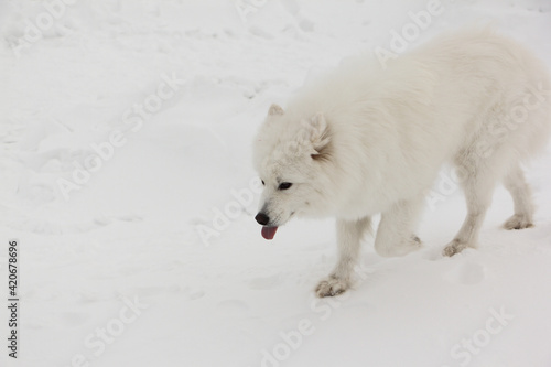 Samoed dog in the snow in the winter