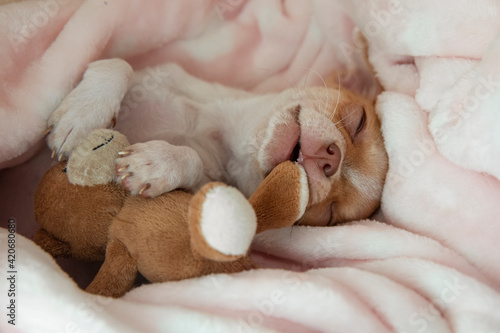 Mini chihuahua puppy sleeping in his bed. Puppy age two months. © IvSky