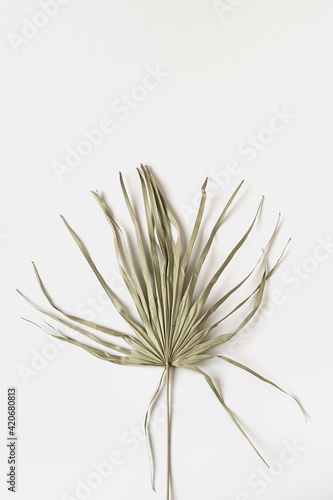 Dry tropical exotic palm leaf on white background. Flat lay, top view minimalist floral pattern aesthetic composition.