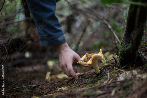 Man reaches down to pick a chanterelle mushroom in the forest