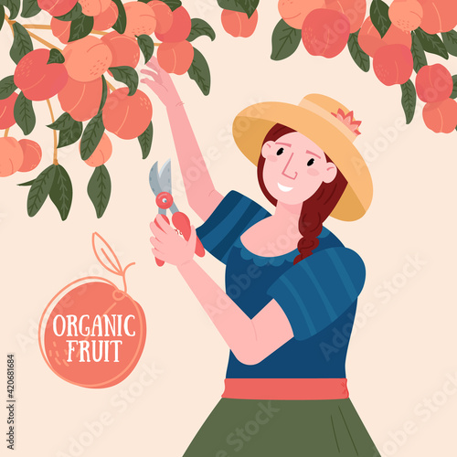 Woman pick up peach in the Garden. Gardener cut rustic organic fruits. Girl in the hat farming. Domestic eco harvest. Agriculture banner with Female worker.