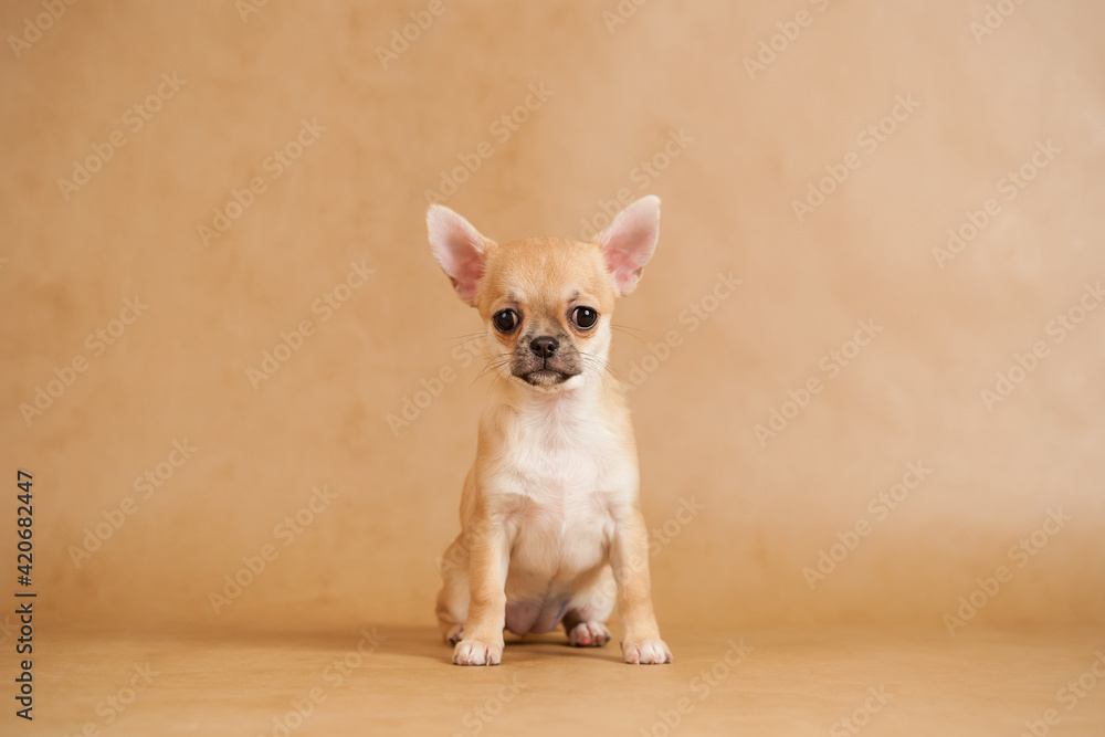 Chihuahua puppy.Portrait of cute puppy.Studio portrait of Pets. Chihuahua puppy.Portrait of cute puppy.Studio portrait of Pets.