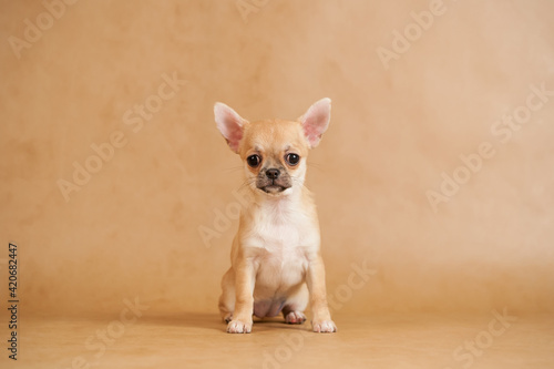Chihuahua puppy.Portrait of cute puppy.Studio portrait of Pets.