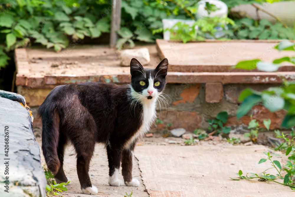 Fototapeta premium A yard furry black cat with a white breast and white paws sitting on the ground