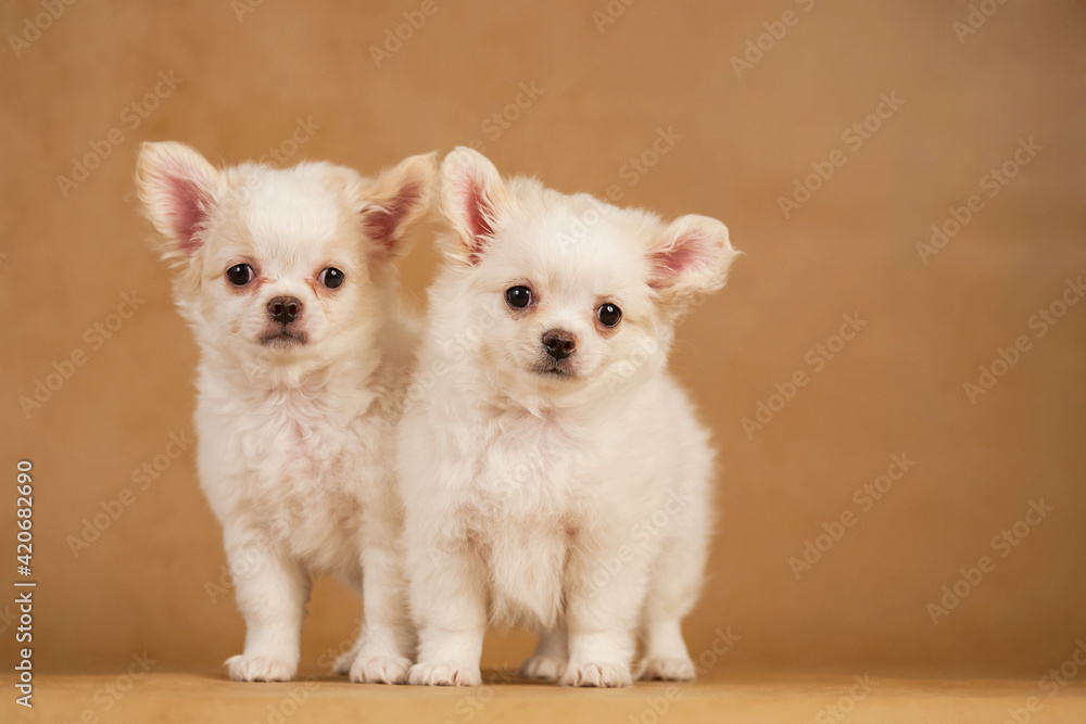 Chihuahua puppy.Portrait of cute puppy.Studio portrait of Pets.dogs hug.Friendship of two dogs.tender feeling.Portrait of two charming dogs.