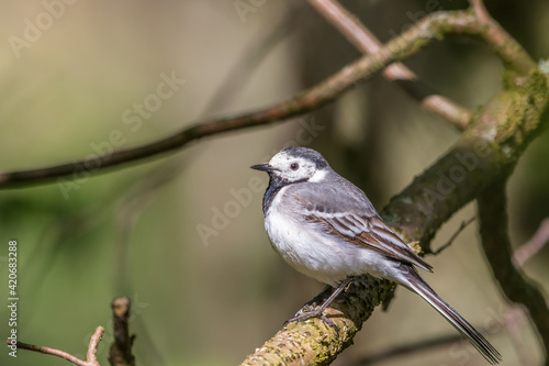 Wagtail on a branch in the tree