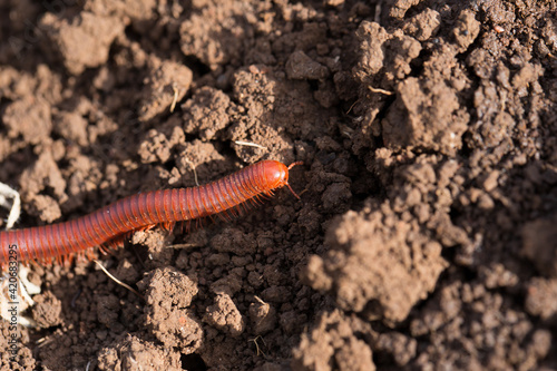 small millipede moving on the ground...