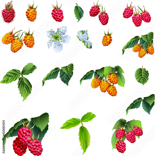 Set of raspberry berries with flowers and leaves isolated on white background. Vector retro illustration for packaging  cookbook  gardening.