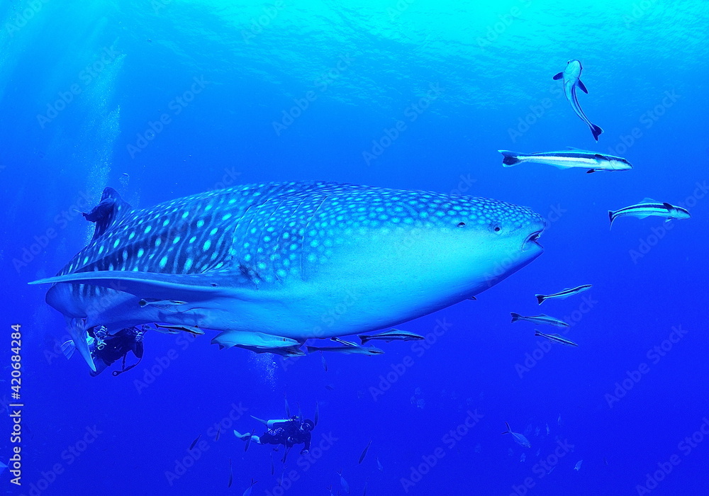 Fototapeta premium A whale shark that swims leisurely.