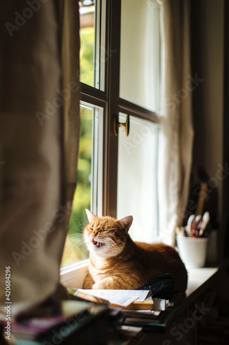Ginger cat yawning with hilarious face while laying on windowsill at home