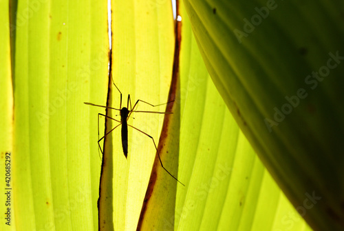 Crane fly silhouette on bananaleaf photo