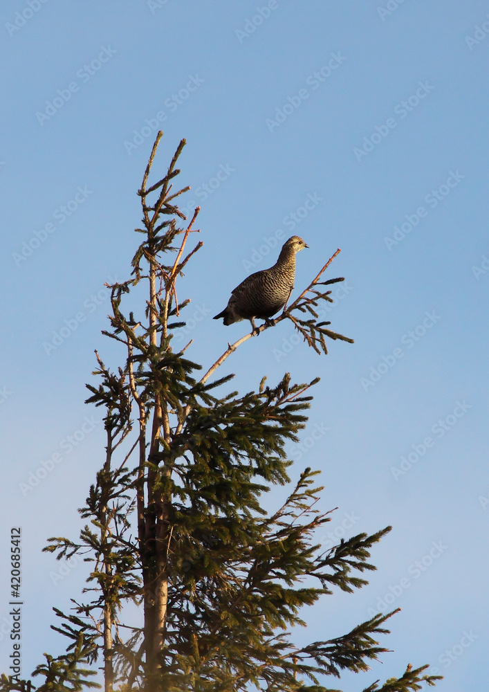 (Tetrao tetrix). The black grouse Female (Tetrao tetrix). The black grouse Female