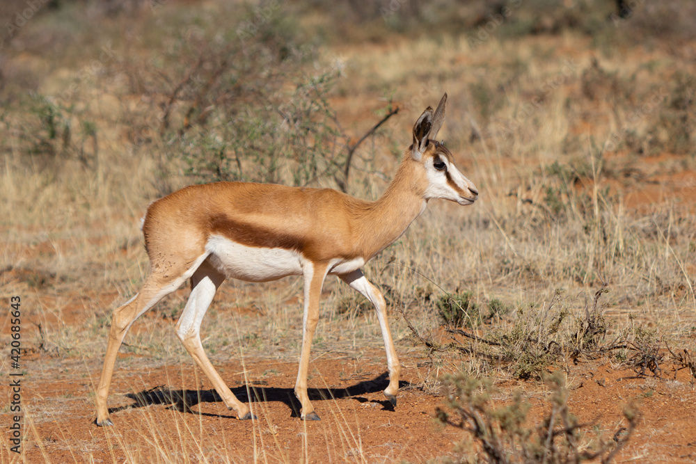 Springbok Springbok