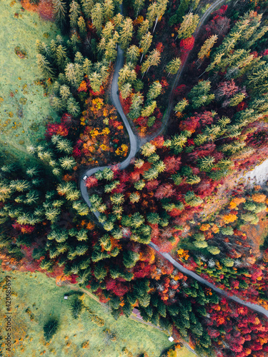 a lane in the autumn woods from a bird 's eye view