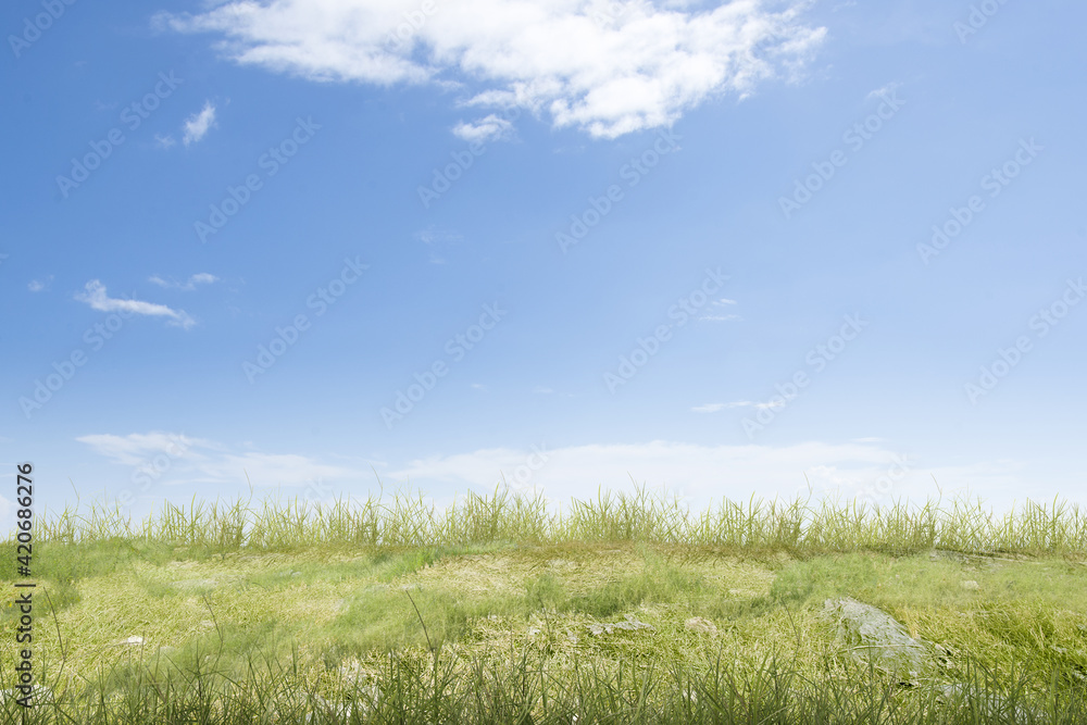 Meadow field Meadow field