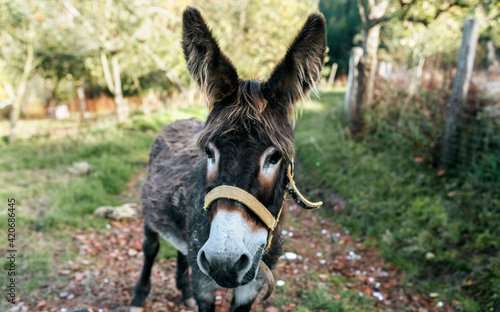 Donkey potrait photo