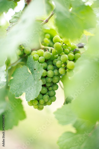 Grapes on the vine