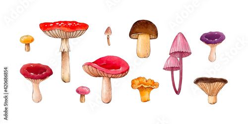 Collection of different forest mushrooms. Watercolor botanical hand drawn illustration. Chanterelle, Boletus edulis, russula, Lactárius, Amanita muscaria