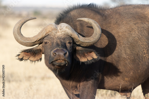 Cape buffalo © Ruan