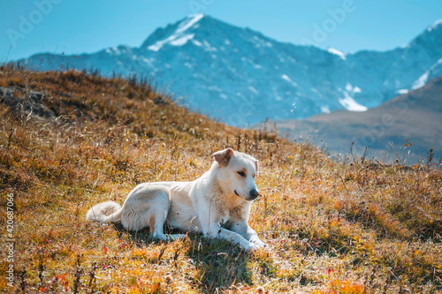 The dog lies in the grass against the backdrop of beautiful mountains