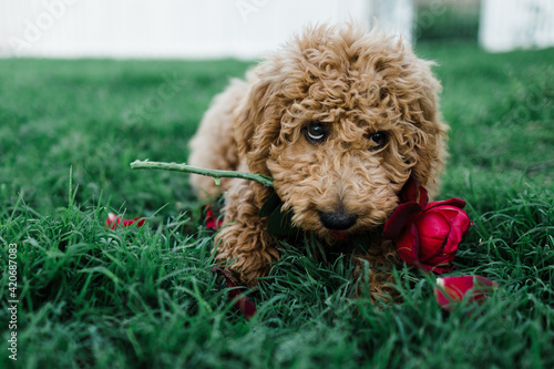 puppy plays with red rose