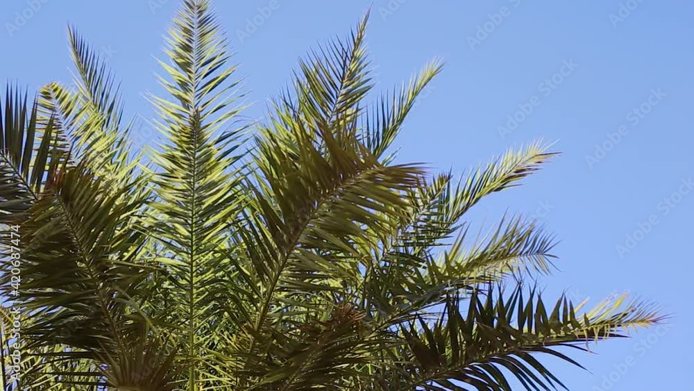 Palm trees against the blue sky at sunset. Palm trees against the blue sky at sunset.