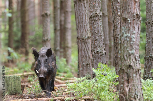 A dangerous male wild boar (Sus Scrofa) in pine forest