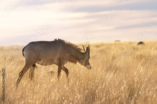 Sable antelope