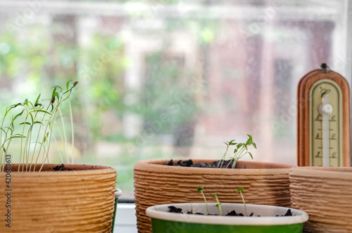 Flowerpots with young seedlings in a greenhouse
