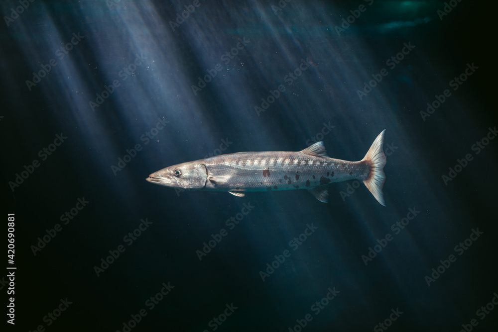 Predatory fish swimming in dark water Predatory fish swimming in dark water