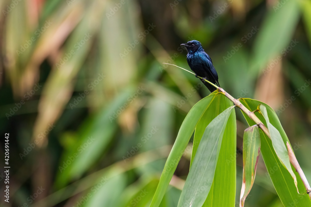 Fototapeta premium Black Drongo (Dicrurus macrocercus) in nature