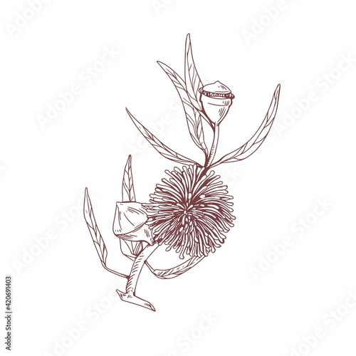 Hand-drawn sketch of blossomed eucalyptus flower with lush petals. Outlined d...