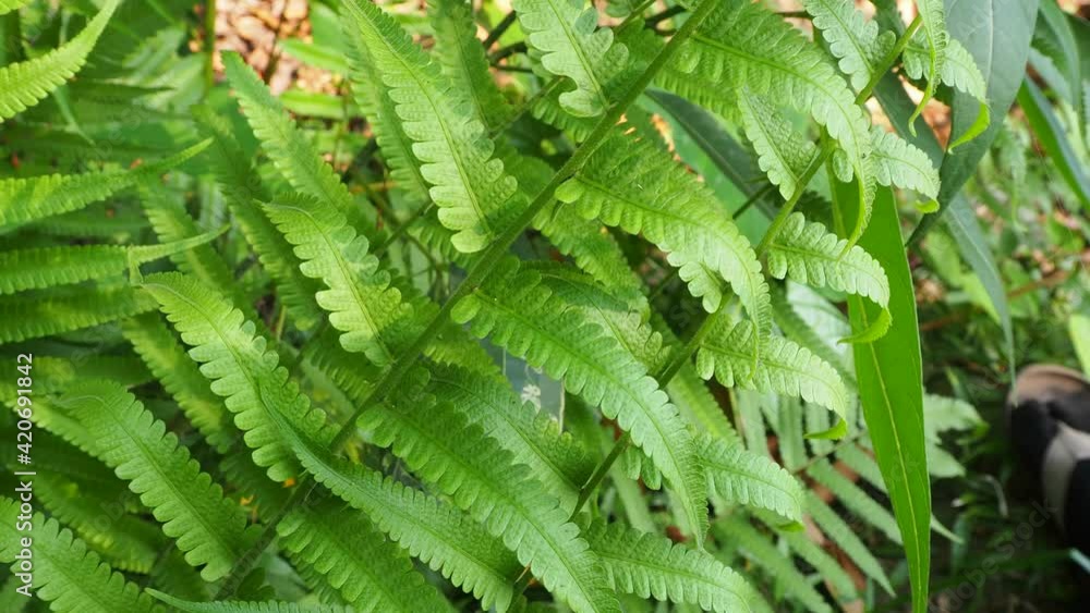 New spiral leaf fern in nature New spiral leaf fern in nature