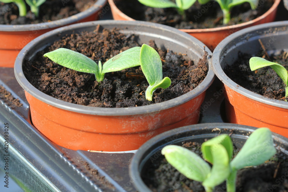 Growing young and green pumpkin seedlings in pots, Gardening background Growing young and green pumpkin seedlings in pots, Gardening background