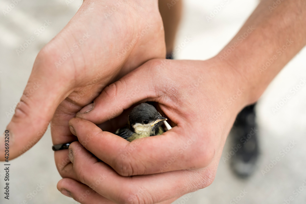 Man holding a sparrow in his hands Man holding a sparrow in his hands